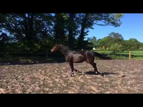 Diatendro [Diarado] x Quirifino Quainton [Quidam De Revel] 2015