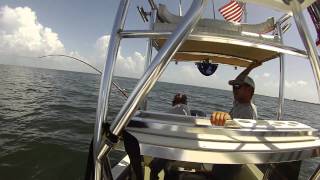 preview picture of video 'Bull Shark near St. Pete Beach Fl'