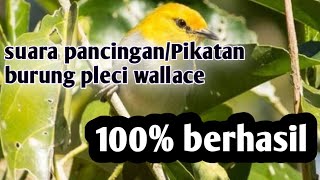 Download lagu suara Pikatan burung pleci Wallace asal NTB 100% berhasil mp3 Download lagu suara Pikatan burung pleci Wallace asal NTB 100% berhasil mp3