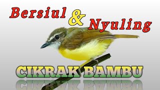 Download lagu Kicau Cikrak Bambu Bersiul Nyuling mp3