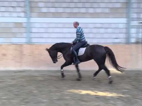 Dear Daisy NOW, 4 jährige Stute von Destano x Fürst Piccolo x Weltmeyer