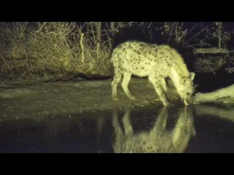 Djuma: Lone Hyena - 04:48 - 09/05/19