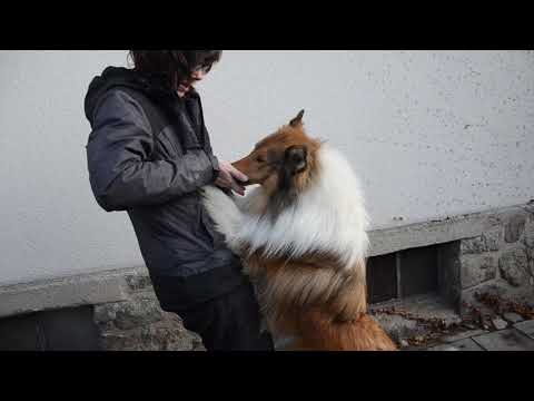 Fido Franklin Plácek pod strání 1 rok