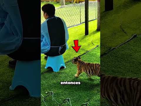 Un cachorro de tigre no quiere soltar al cuidador del zoológico #heartwarming #wildlife