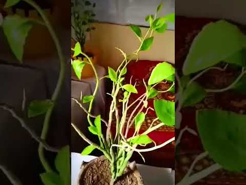 , title : 'Pedilanthus ficus plant #shorts video #pedilanthusindoorplant #shorts ##gardening'