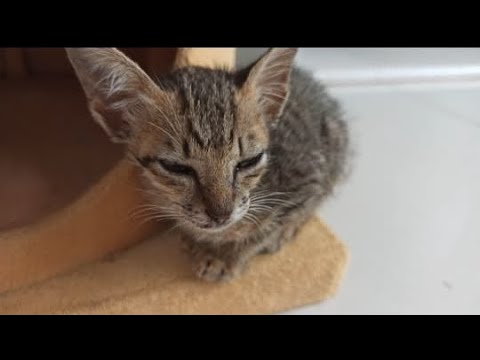 Rescue The Little Kitten Without A Tail. Episode 1