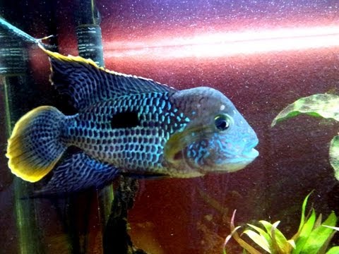 What fresh water fish could I keep that is carnivorous and 