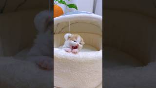 Download lagu Lulu kalo udah bangun suka tidur lagi #shorts #kucinglucu #kucing #shortsvideo mp3 Download lagu Lulu kalo udah bangun suka tidur lagi #shorts #kucinglucu #kucing #shortsvideo mp3