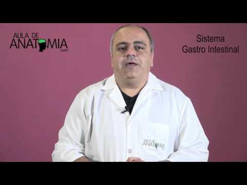 Sistema Gastro Intestinal