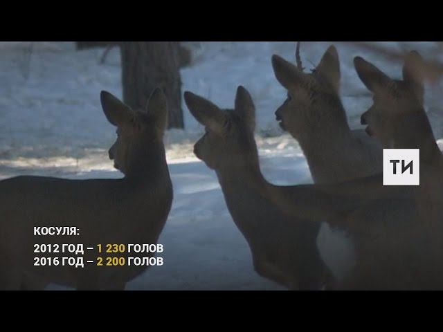 В Татарстане растет поголовье диких животных