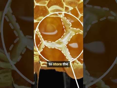 The mathematician bees