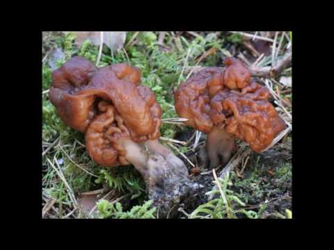 GIFTIGA SVAMPAR (SVERIGE)