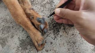 Ticks bibi #animals #puppy #dog #pets