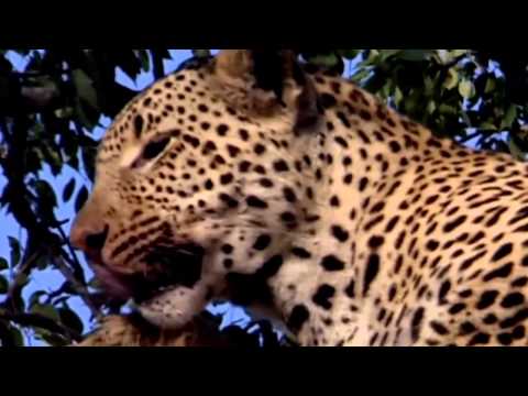 ♫ ❤Indian' s Sacred Spirit - Dela Dela  ♫ ❤