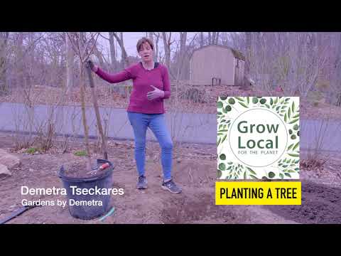 Planting a Tree with Demetra