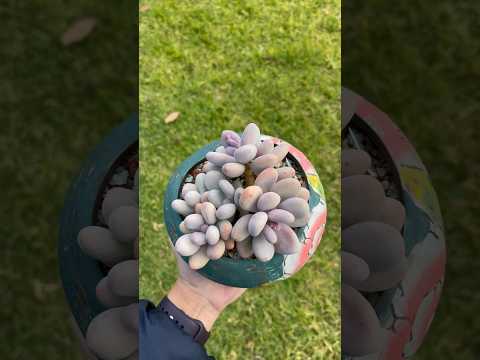 Pachyphytum Blue Haze