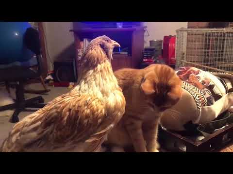 Lustige Tiere scheitern! - VERSUCHEN SIE NICHT !!! Lustiges Video 2020