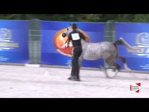 N.30 SG LEGOLAS - Festival FVG 2015 - Colts 3 years old (Class 6)