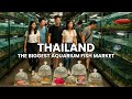 Inside The World S Largest Aquarium Fish Market Bangkok Thailand Walking Tour