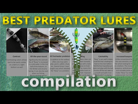 Walleye Fishing with Mandula Lure. Compilation