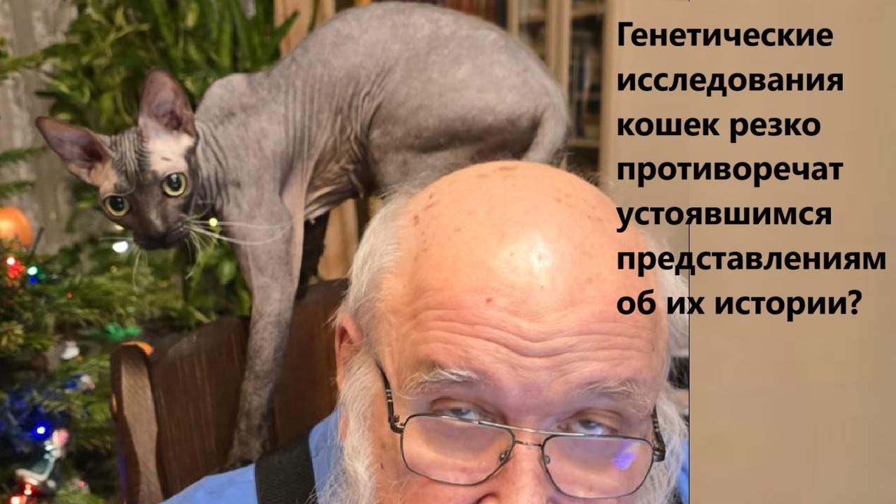 Генетические исследования кошек резко противоречат устоявшимся представле