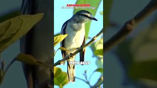Download lagu Burung Kapasan Kemiri si Burung kicau dengan nada yang tinggi #kicaumania #burung #bird #kicauburung mp3