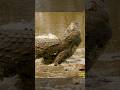 Bowhunting The World Record Crocodile BEAST BROADHEADS Slowmotion Wildlife Archery Slomo