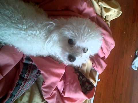 the cutest dog in the world