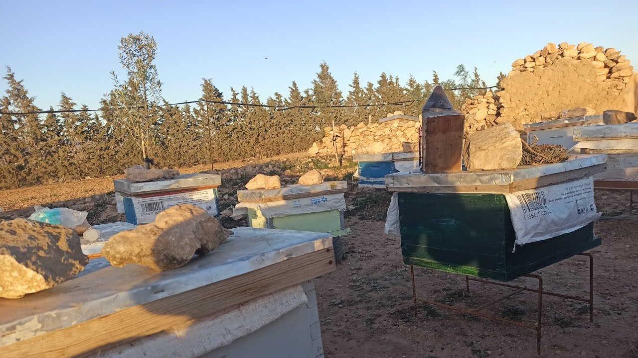 الجزائر مباشر مع مفيد تربية النحل