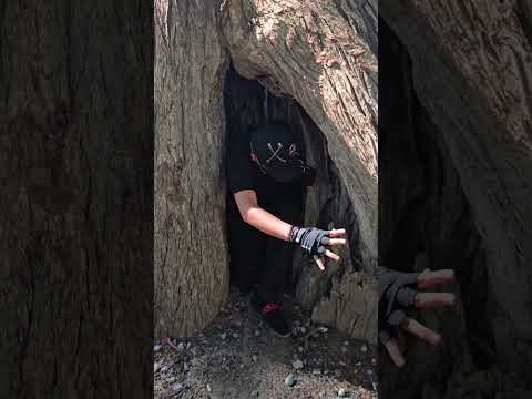 ME comen los DUENDES 😵 #duendes #arbol #magia #funny #shorts #Terror #horror #miedo #comer #yoshi