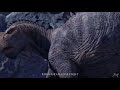 Aladar Va Kron Soundtrack
