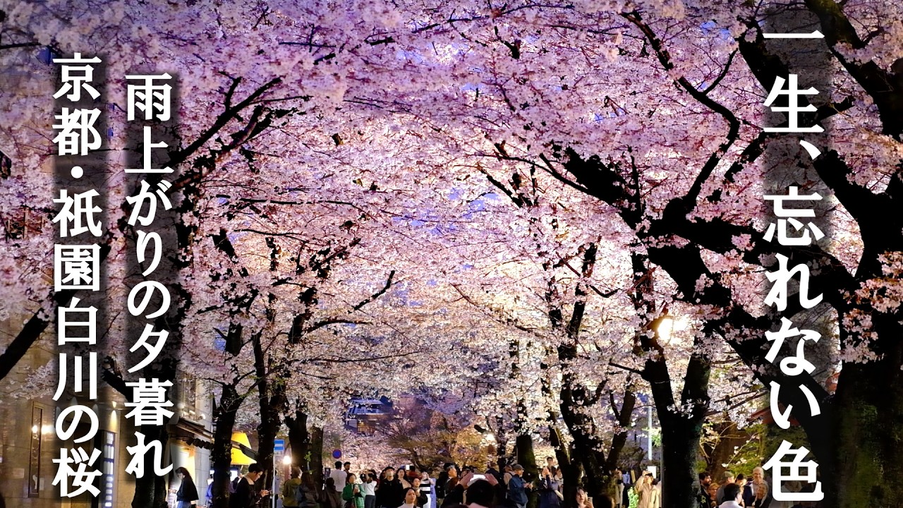 【京都・2026】雨上がりの祇園白川。夕焼けに染まる満開の夜桜が、美しすぎて言葉を失う / 2026.3.31 夜桜ライトアップ- Breathtaking Night Sakura in Kyoto