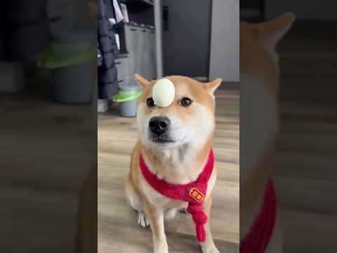 This is hilarious! Animals exhibiting perplexing behavior and adorable, comical pets.