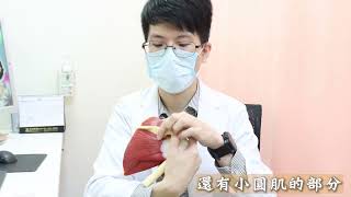 濃縮血小板治療│傅俊銘醫師