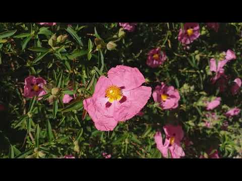 Cistus x purpureus (Purple Rock Rose)