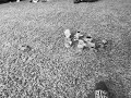 The Sesame Street Movie 1929 They Killed Cookie Monster