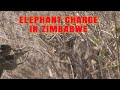 🐘Tuskless Elephant Charges Hunters in Zimbabwe