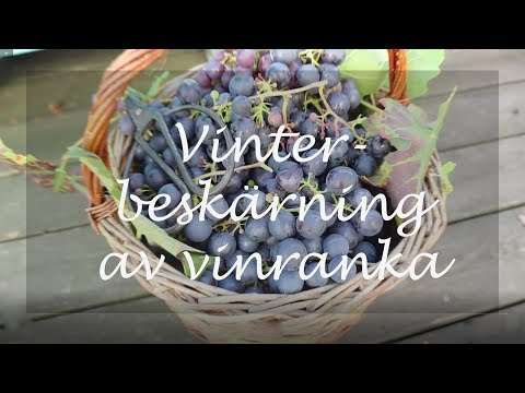 Vinterbeskärning av vinranka