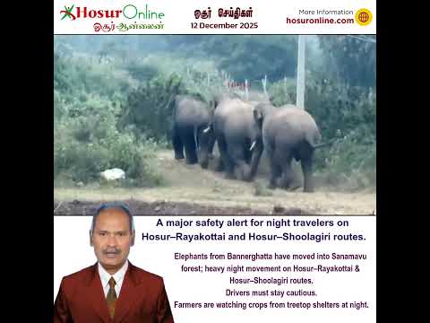 Hosur Night Travel Alert: 70+ Elephants Reported Near Rayakottai & Shoolagiri Routes