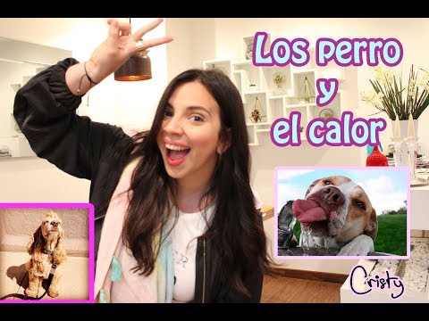 ¡Los perros y el calor!