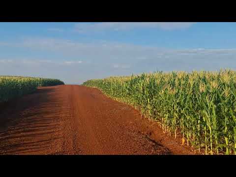 🇧🇷 região de Guaíra Paraná🌽