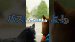 バスに乗って移動するそらまる#cat #animals