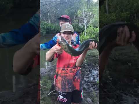 Big fresh water eel Australia #australia #eelfishing  #fresh #nsw