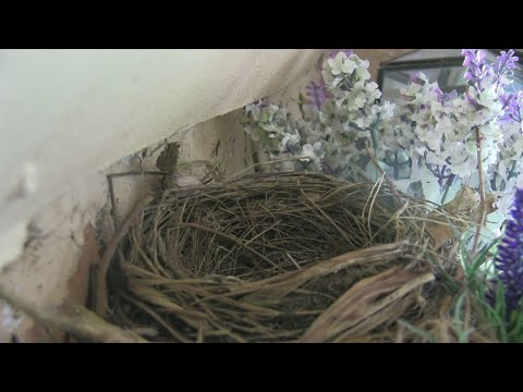 Blackbird Nesting