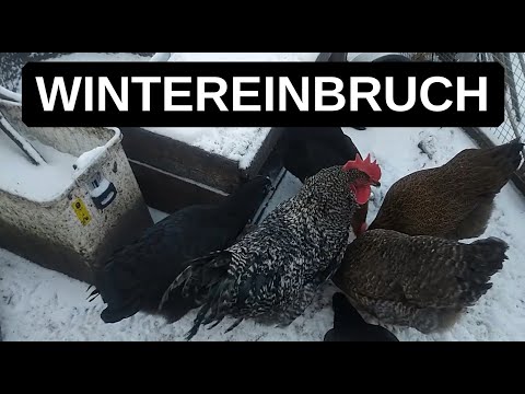 Hähne verkaufen oder schlachten? Hühner im Schnee #Hühner 39