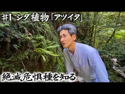 シダレシラカバ 植物