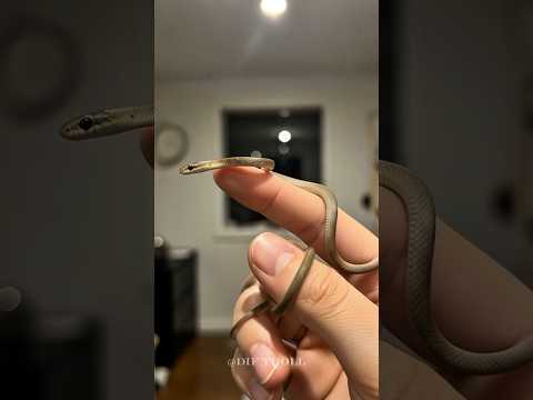 Nature’s Power Mode