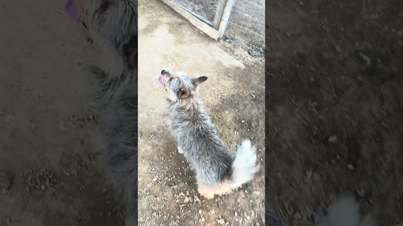Enlarge Piper, an adopted Cairn Terrier in Depew, NY video 2/2