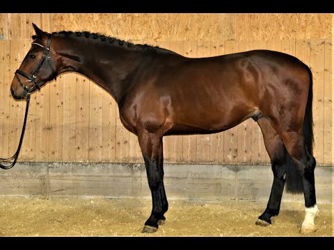 Cantares von Worrenberg, geb. 2016, Holst, 171 cm, Conditus x Caretino