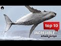 My Top 10 Whale Jumps Incredible Whales On Camera Revised